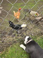 Royal, a female English Bulldog for sale in Fort Dodge, IA – 1 of 10