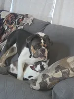 Royal, a female English Bulldog for sale in Fort Dodge, IA – 7 of 10