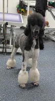CH Sired Girl, a female Poodle - Standard  for sale in Parker, CO – 3 of 9