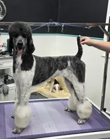 CH Sired Girl, a female Poodle - Standard  for sale in Parker, CO – 2 of 9