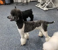 CH Sired Girl, a female Poodle - Standard  for sale in Parker, CO – 8 of 9