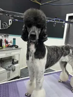 CH Sired Girl, a female Poodle - Standard  for sale in Parker, CO – 9 of 9