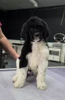 Ch Sired, a male Poodle - Multi-Colored Standard for sale in Parker, CO – 3 of 4
