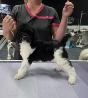 Ch Sired, a male Poodle - Multi-Colored Standard for sale in Parker, CO – 4 of 4