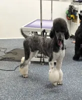 CH Sired Girl, a female Poodle - Standard  for sale in Parker, CO – 5 of 9