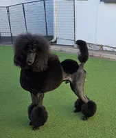 Show Potential , a male Poodle - Standard  for sale in Parker, CO – 2 of 9