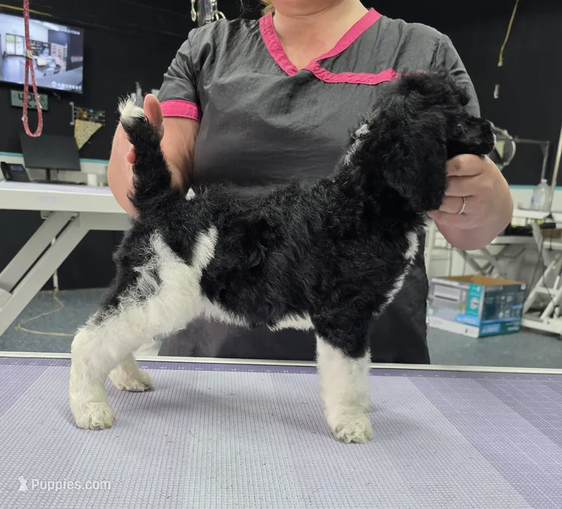 Ch Sired, a male Poodle - Multi-Colored Standard for sale in Parker, CO – 1 of 4