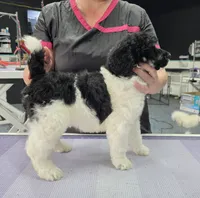 CH Sired boy, a male Poodle - Standard  for sale in Parker, CO – 4 of 4