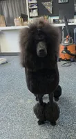 Show Potential , a male Poodle - Standard  for sale in Parker, CO – 4 of 9