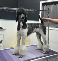 CH Sired Girl, a female Poodle - Standard  for sale in Parker, CO – 7 of 9
