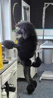 Show Potential , a male Poodle - Standard  for sale in Parker, CO – 7 of 9