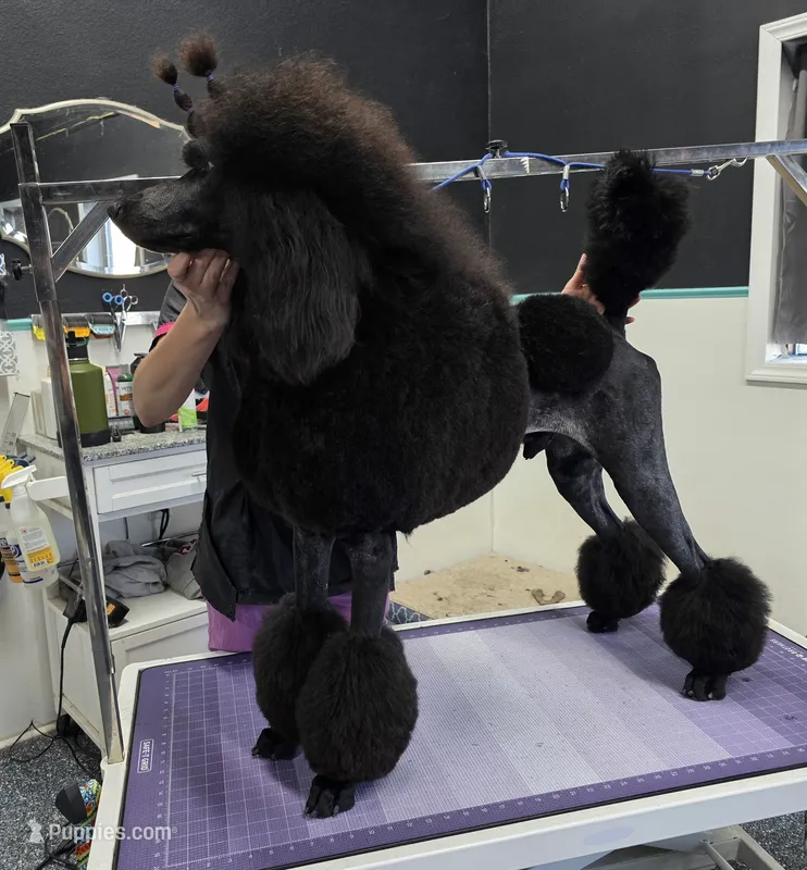 Show Potential  – Poodle - Standard  puppy for sale in Parker, CO