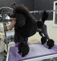 Show Potential , a male Poodle - Standard  for sale in Parker, CO – 1 of 9