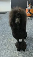 Show Potential , a male Poodle - Standard  for sale in Parker, CO – 9 of 9