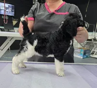 CH Sired, a male Poodle - Standard  for sale in Parker, CO – 1 of 3