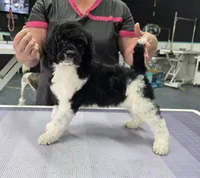 Ch Sired, a male Poodle - Multi-Colored Standard for sale in Parker, CO – 2 of 4