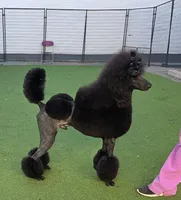 Show Potential , a male Poodle - Standard  for sale in Parker, CO – 6 of 9