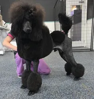 Show Potential , a male Poodle - Standard  for sale in Parker, CO – 3 of 9