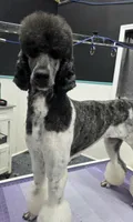 Brindle Girl, a female Poodle - Multi-Colored Standard for sale in Parker, CO – 3 of 5