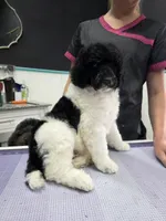 CH Sired boy, a male Poodle - Standard  for sale in Parker, CO – 3 of 4