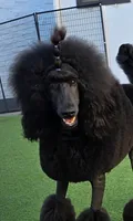 Show Potential , a male Poodle - Standard  for sale in Parker, CO – 8 of 9
