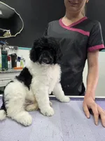 CH Sired boy, a male Poodle - Standard  for sale in Parker, CO – 2 of 4