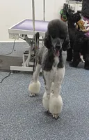 CH Sired Girl, a female Poodle - Standard  for sale in Parker, CO – 6 of 9