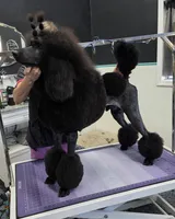 Show Potential , a male Poodle - Standard  for sale in Parker, CO – 5 of 9