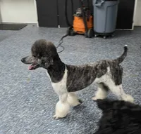 CH Sired Girl, a female Poodle - Standard  for sale in Parker, CO – 4 of 9