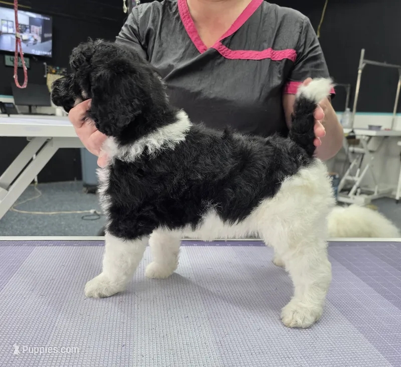 CH Sired Boy – Poodle - Multi-Colored Standard puppy for sale in Parker, CO