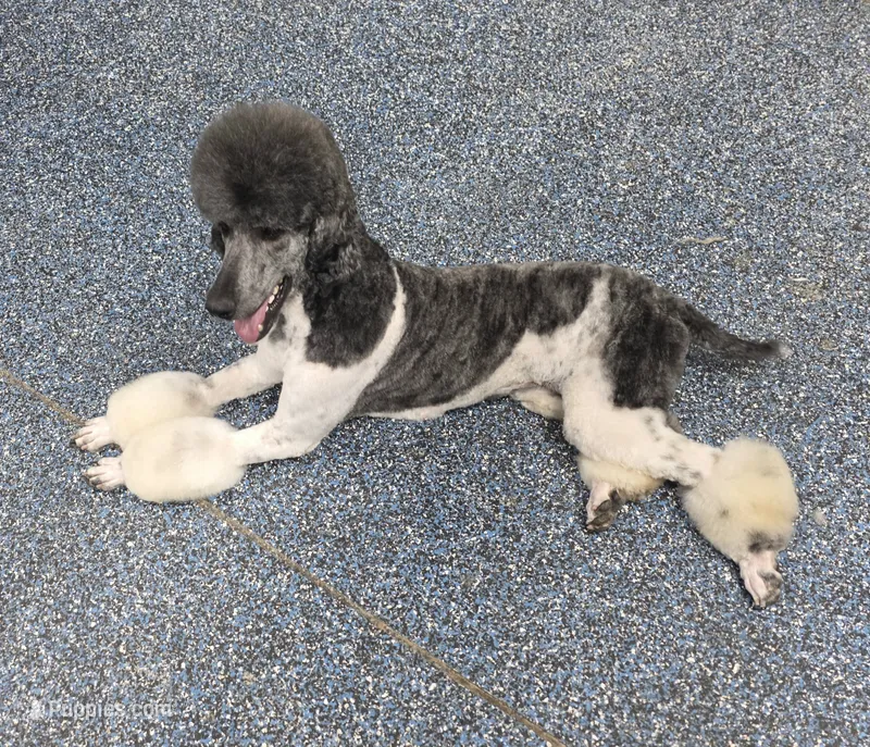 CH Sired Girl – Poodle - Standard  puppy for sale in Parker, CO