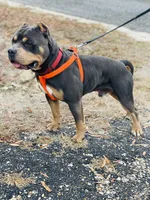 Bang, a male American Bully for sale in Florence, SC – 4 of 9