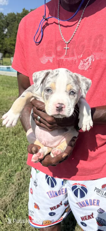 Bang – American Bully puppy for sale in Florence, SC