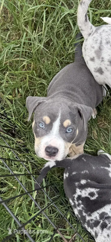 Junior – American Bully puppy for sale in Florence, SC