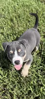 Junior, a male American Bully for sale in Florence, SC – 4 of 10