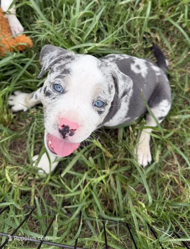 Ghost – American Bully puppy on hold in Florence, SC