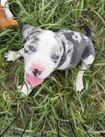 Ghost, a male American Bully for sale in Florence, SC – 1 of 10