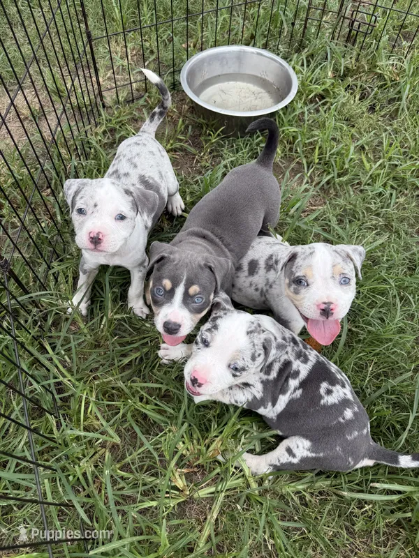 Alani – American Bully puppy for sale in Florence, SC