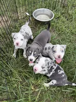 Alani, a female American Bully for sale in Florence, SC – 1 of 7