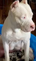 Ghost, a male American Bully for sale in Florence, SC – 10 of 10