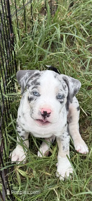 Ghost – American Bully puppy for sale in Florence, SC