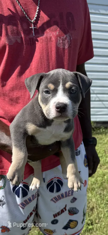 Junior, a male American Bully for sale in Florence, SC – 1 of 10