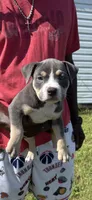 Junior, a male American Bully for sale in Florence, SC – 1 of 10
