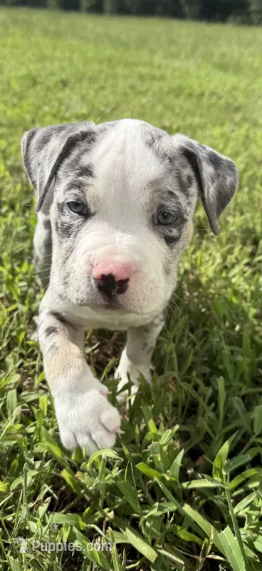 Ghost – American Bully puppy for sale in Florence, SC