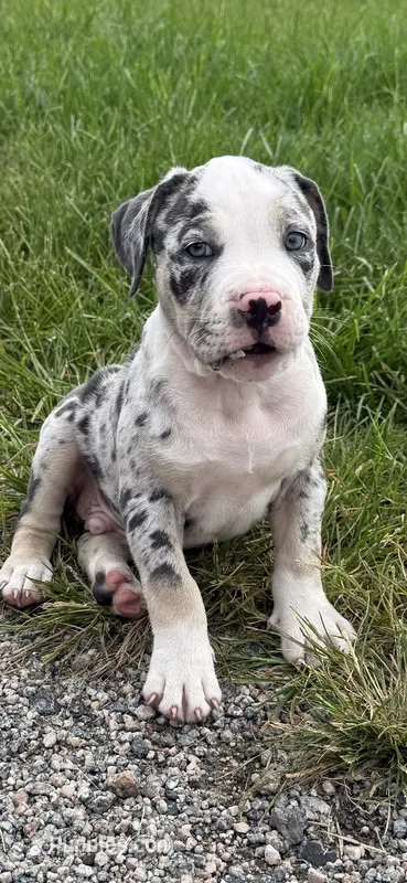 Ghost – American Bully puppy for sale in Florence, SC