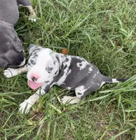 Ghost, a male American Bully for sale in Florence, SC – 3 of 10