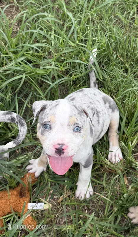 Bang – American Bully puppy for sale in Florence, SC