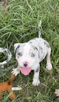 Bang, a male American Bully for sale in Florence, SC – 1 of 9