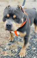 Ghost, a male American Bully for sale in Florence, SC – 8 of 10
