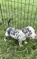 Ghost, a male American Bully for sale in Florence, SC – 2 of 10
